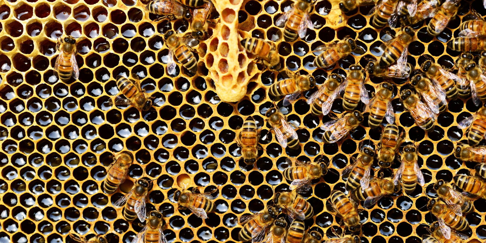 viele Bienen auf einer Wabenstruktur, die die Waben mit Honig beziehungsweise Blütennektar befüllen
